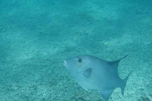 Ocean triggerfish