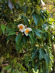 Theaceae
