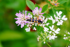 Strangalia attenuata