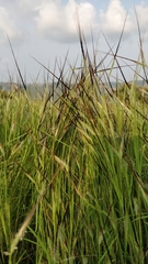 Heteropogon contortus