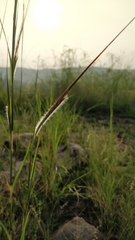 Heteropogon contortus