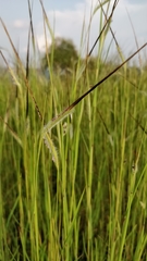 Heteropogon contortus