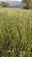 Heteropogon contortus