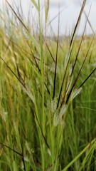 Heteropogon contortus