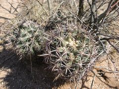 Coryphantha robustispina robustispina