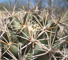 Coryphantha robustispina robustispina