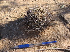 Coryphantha robustispina robustispina