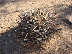 Coryphantha robustispina robustispina