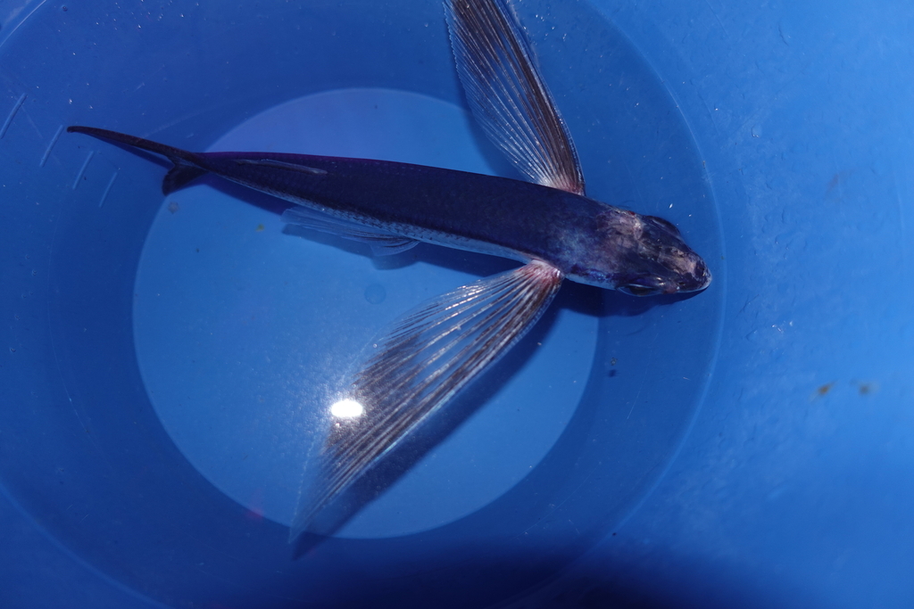 Atlantic flyingfish (Cheilopogon melanurus) — Exocoetidae