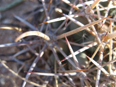 Coryphantha robustispina robustispina