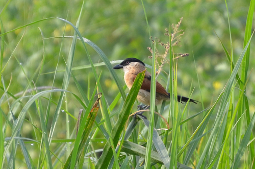 iNaturalist image