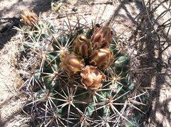 Coryphantha robustispina robustispina