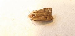 Noctua pronuba