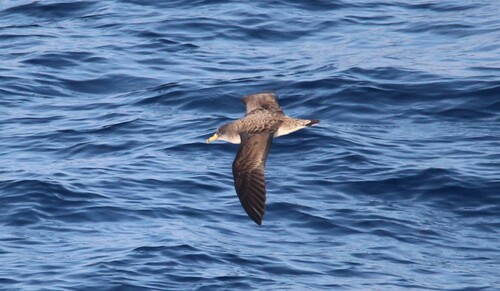 Pardela cenicienta mediterránea (Calonectris diomedea)