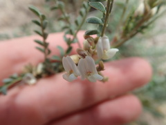 Astragalus johannis-howellii