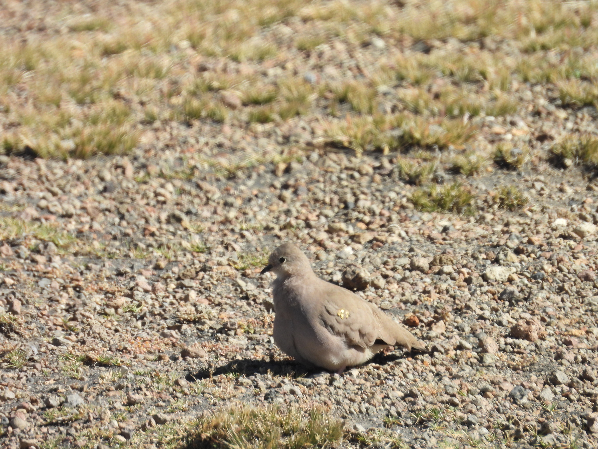 Golden-spotted Ground Dove (Metriopelia aymara), photo 8