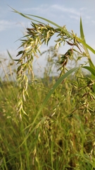 Poaceae
