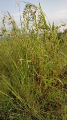 Poaceae