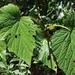 Begonia baliensis - Photo (c) Franz Anthony, μερικά δικαιώματα διατηρούνται (CC BY-NC), uploaded by Franz Anthony