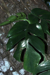 Monsteroideae