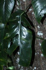 Monsteroideae