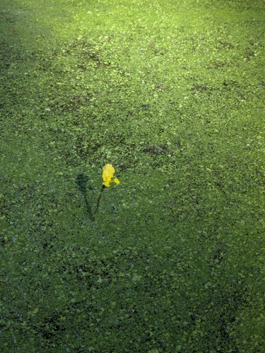 Image of Utricularia radiata by no rights reserved