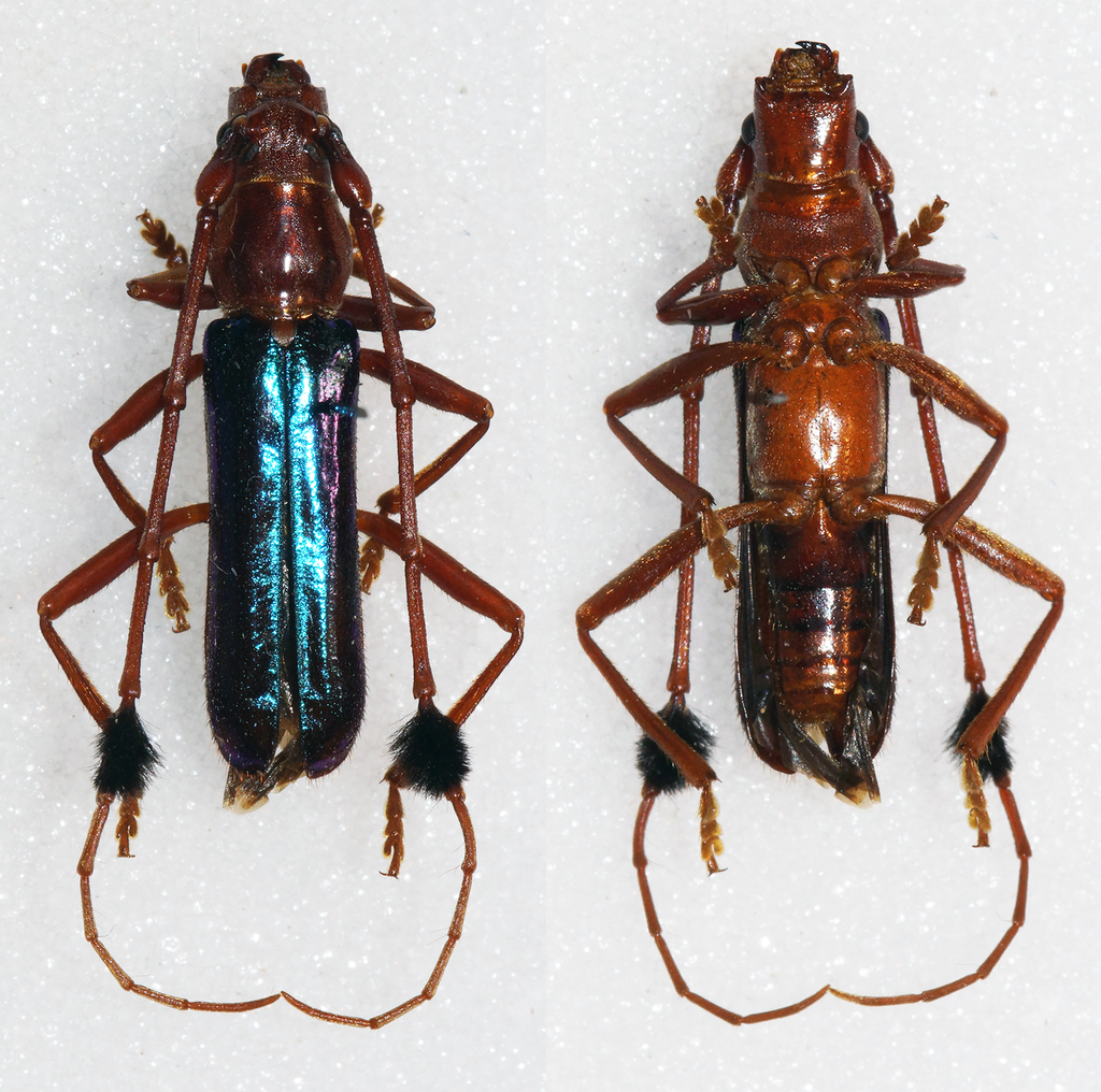 Compsocerus