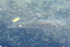 Rasbora baliensis