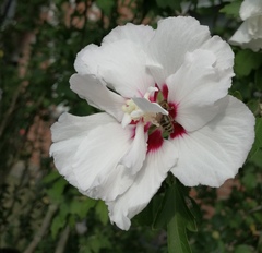 Hibiscus syriacus