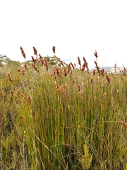 Elegia racemosa