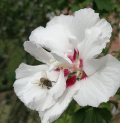 Hibiscus syriacus
