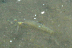 Rasbora baliensis