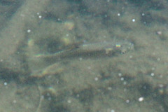 Rasbora baliensis