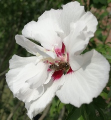 Hibiscus syriacus