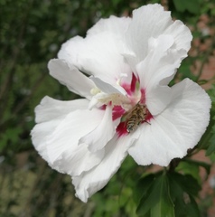 Hibiscus syriacus
