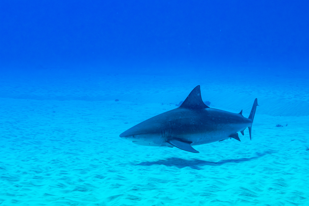 Stocky bull shark cruising over white sand in Quintana Roo