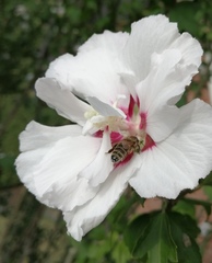 Hibiscus syriacus