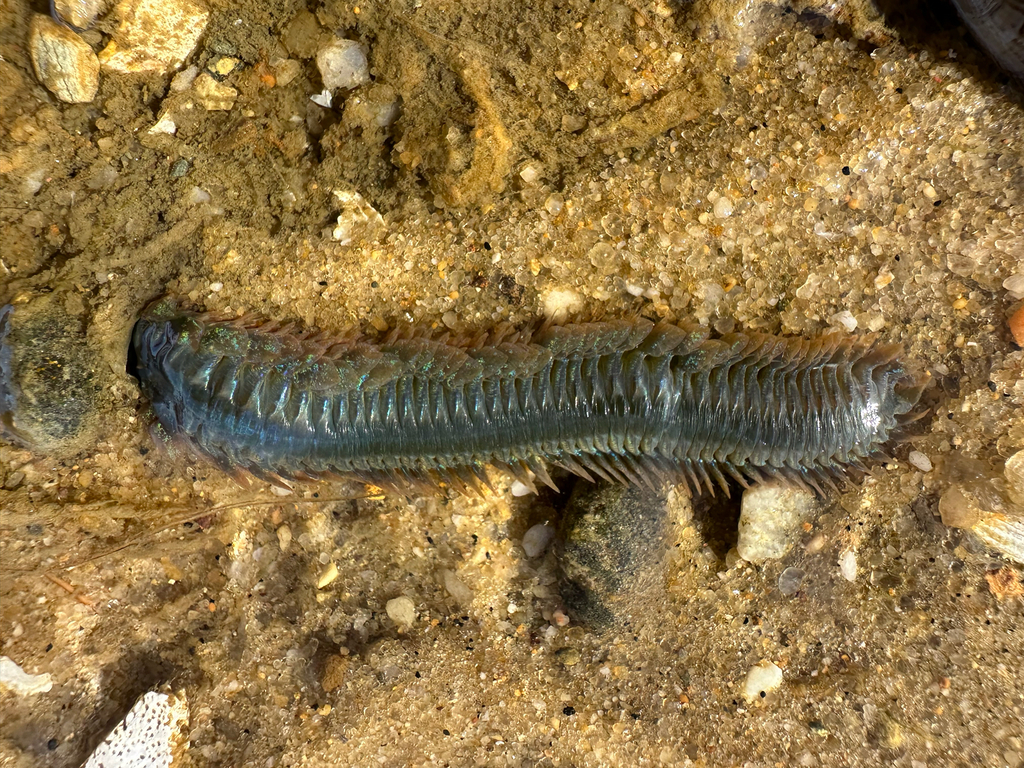 Alitta grandis