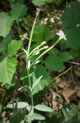 Epilobium lanceolatum