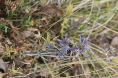 Eryngium dilatatum