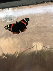 Vanessa atalanta