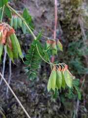 Vicia orobus
