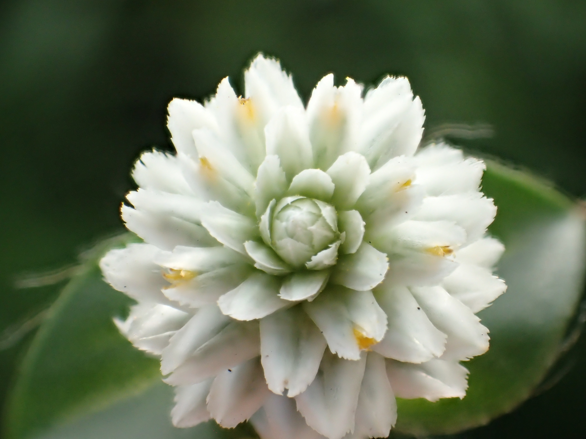 Gomphrena serrata