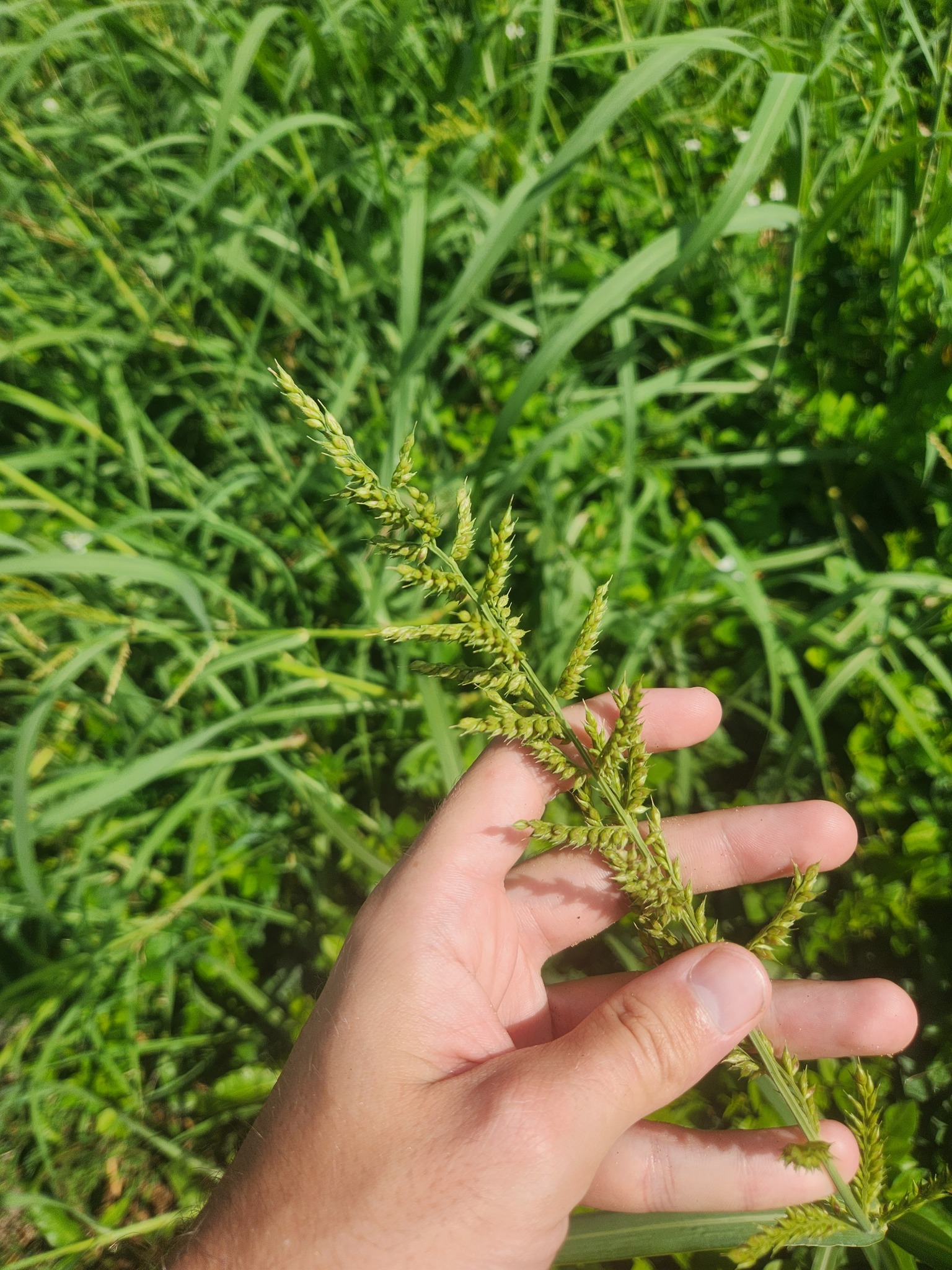 Imagem de Capim-arroz