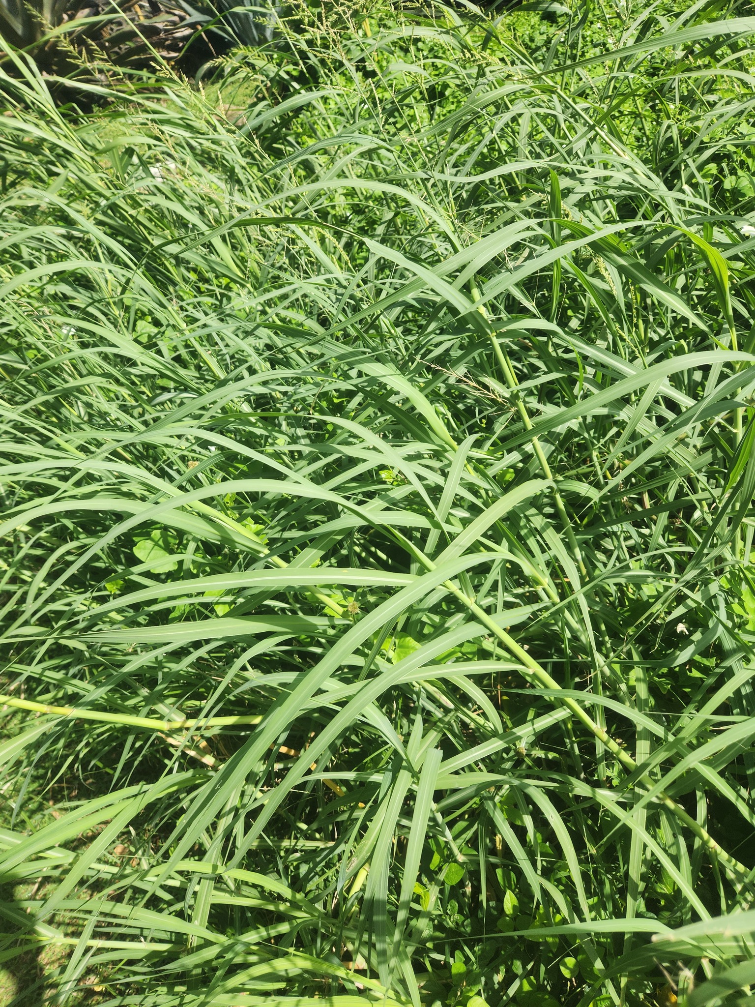 Imagem de Capim-arroz