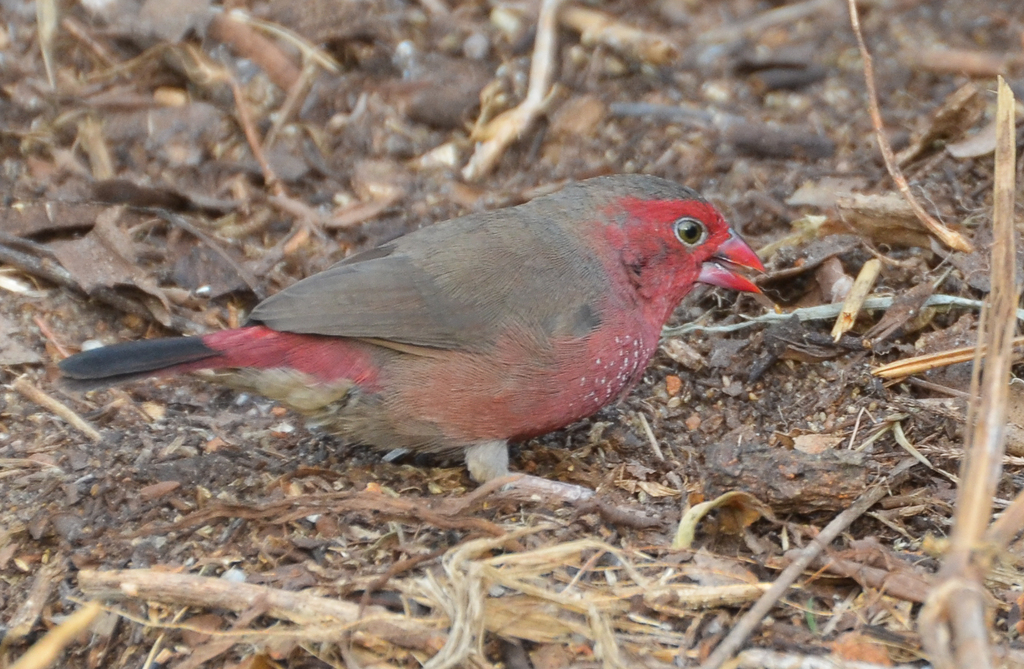 Bar-Breasted Firefinch