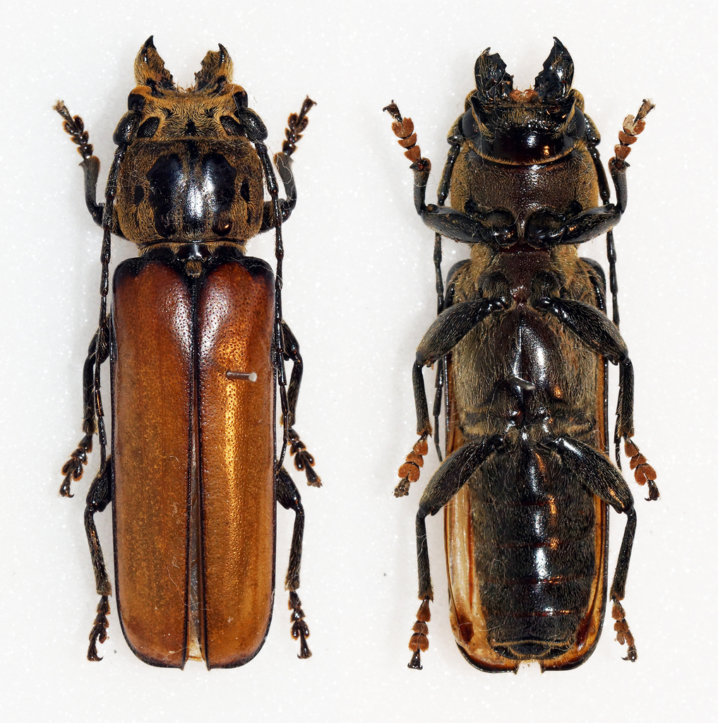 Diploschema weyrauchi