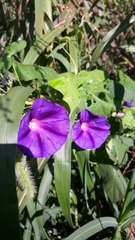 Ipomoea purpurea