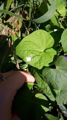 Ipomoea purpurea