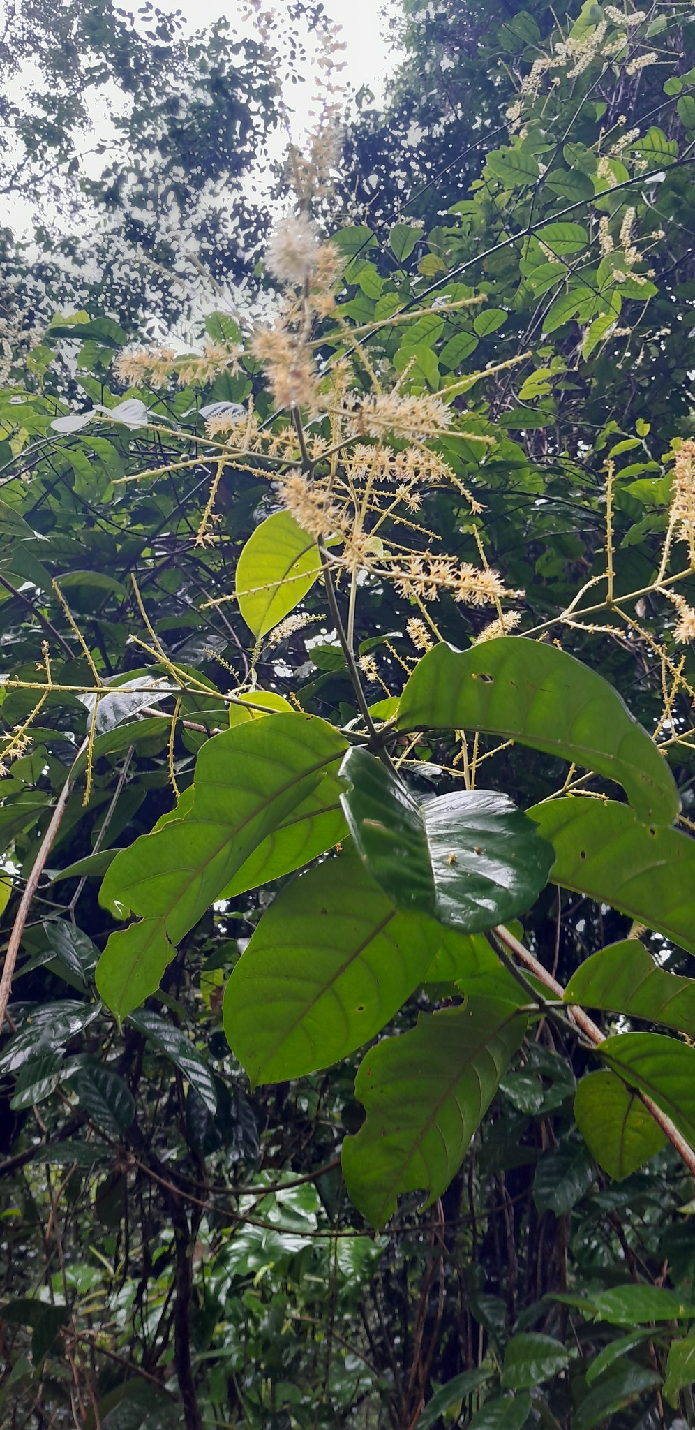 Imagem de Molungu-do-cerrado